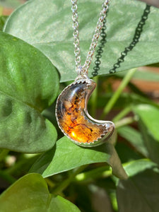 Mexican Amber Moon #3