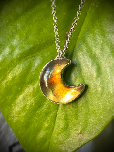 Mexican Amber Moon #6